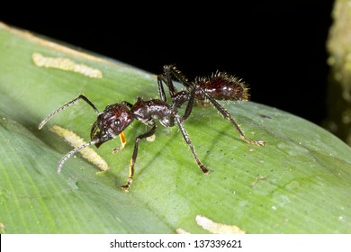 Bullet Ant Or Conga Ant (Paraponera Clavata), One Of The Largest Ants. Has A Very Painful Sting.