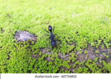 Bullet Ant On Grass