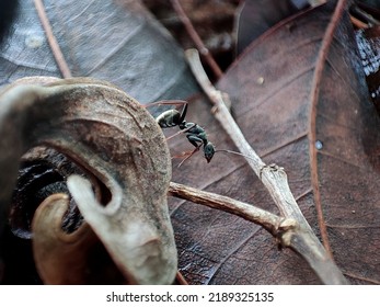 Bullet Ant On The Way 
