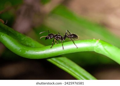 A Bullet Ant, Paraponera clavata, Costa Rica. 
