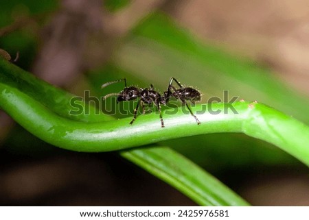A Bullet Ant, Paraponera clavata, Costa Rica. 