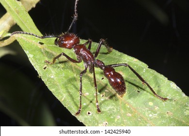 Bullet Ant Amazon Rainforest Images Stock Photos Vectors Shutterstock