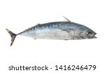 Bullet tuna fish isolated on white background, Auxis rochei
