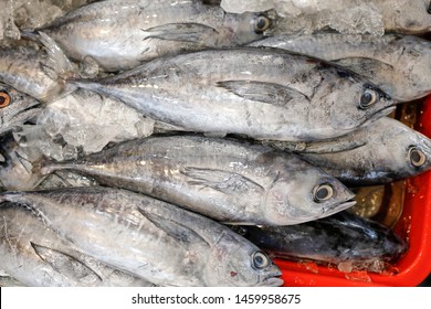 Bullet Tuna Long Corseletted Frigate Mackerel Fish At Market 