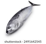 bullet tuna(auxis rochei) isolated on white background