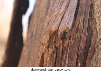 Bullet Wound In A Tree