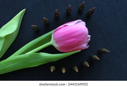 Bullets Lines Around Pink Flower On Black Silk Velvet Upholstery. Conceptual Stock Photo For Military Honor Illustration
