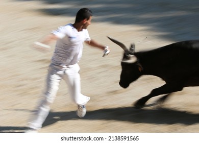 Bullfight (Course Camarguaise). A Bloodless Spectacle (for The Bulls) In Which The Objective Is To Snatch A Rosette From The Head Of A Bull. France.  06-25-2015