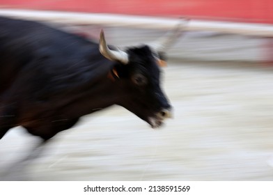 Bullfight (Course Camarguaise). A Bloodless Spectacle (for The Bulls) In Which The Objective Is To Snatch A Rosette From The Head Of A Bull. France.  06-25-2015