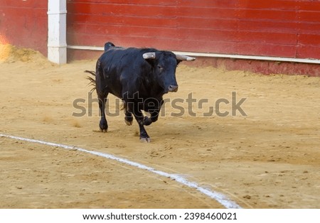 the bullfight has begun, a ferocious bull has broken out of the fence and is rushing through the arena kicking up dust.