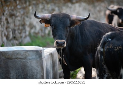 Bullfighters in Spain - image