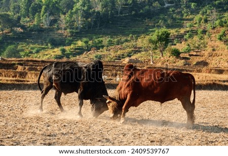 Bullfighting. Flight between a brown bull and a black bull during bullfight in Gorkha, Nepal. 