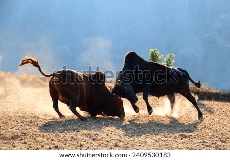 Bullfighting in Gorkha, Nepal. Flight between a brown bull and a black bull during bullfight. 
