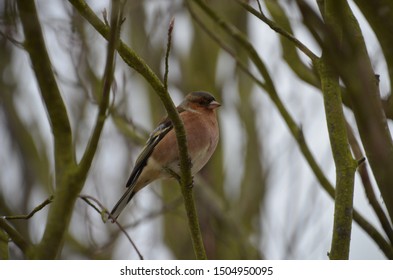 A Bullfinch At Alnwick Gardens, UK