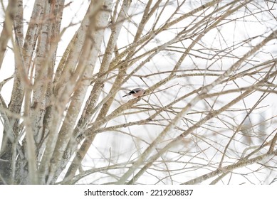 Bullfinch Bird Sitting Portrait On The Tree