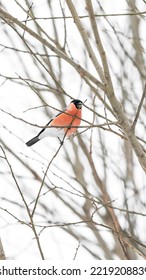 Bullfinch Bird Sitting Portrait On The Tree