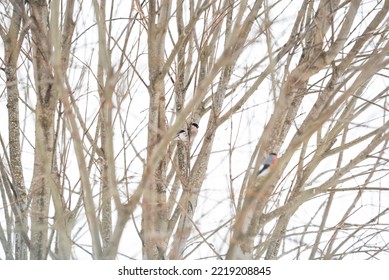 Bullfinch Bird Sitting Portrait On The Tree