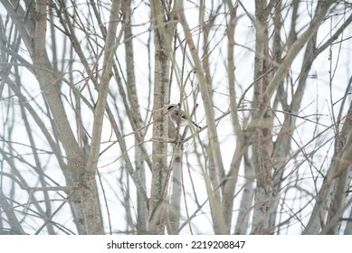 Bullfinch Bird Sitting Portrait On The Tree