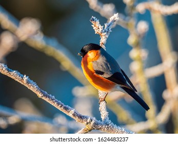 Bullfinch On Branch In Winter