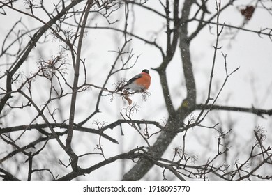 Bullfinch On A Branch In Winter