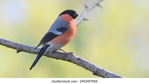 Bullfinch Perched At RSPB Leighton Moss, Lancashire, UK