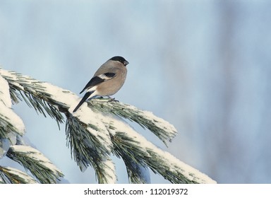 Bullfinch Perching On Snow Covered Branch Of Tree