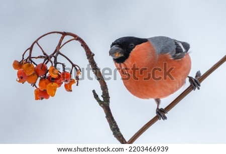 Bullfinch sits on a branch of a red mountain ash on a frosty winter morning
