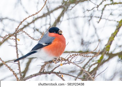 Bullfinch sits on a branch of a tree