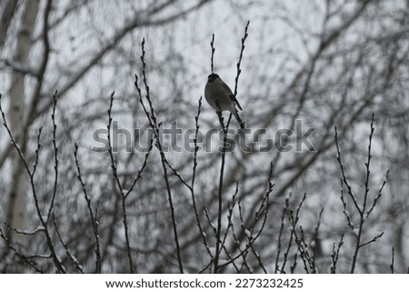 Similar – Image, Stock Photo No.x6b Bird+branch+beautiful weather….