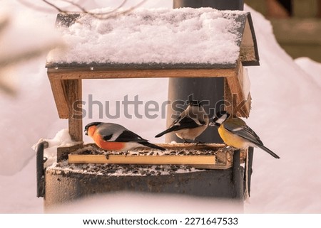 The bullfinch is sitting in the feeder. Help people feed birds in winter