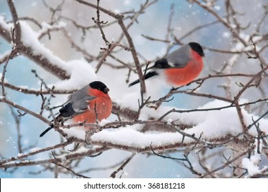 Bullfinches sit on a tree in snow in the winter