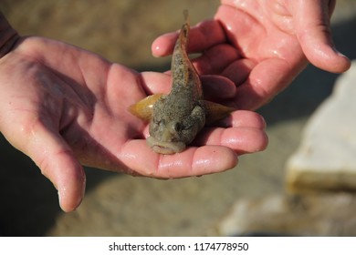 Bullfish (Neogobius Fluviatilis)
