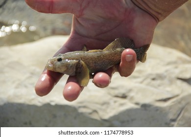 Bullfish (Neogobius Fluviatilis)
