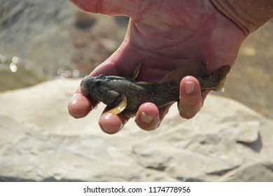 Bullfish (Neogobius Fluviatilis)
