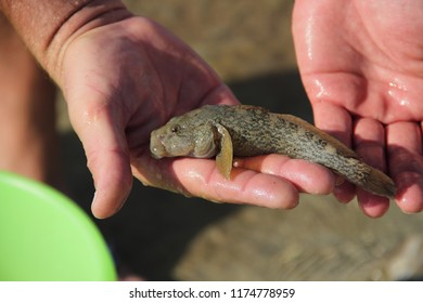 Bullfish (Neogobius Fluviatilis)
