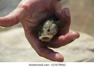 Bullfish (Neogobius Fluviatilis)
