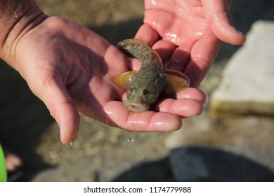 Bullfish (Neogobius Fluviatilis) In The Palm Of The Person
