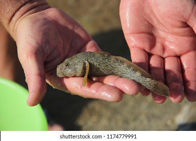 Bullfish (Neogobius Fluviatilis) In The Palm Of The Person
