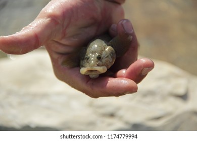 Bullfish (Neogobius Fluviatilis) In The Palm Of The Person
