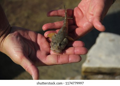 Bullfish (Neogobius Fluviatilis) In The Palm Of The Person
