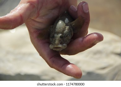 Bullfish (Neogobius Fluviatilis) In The Palm Of The Person
