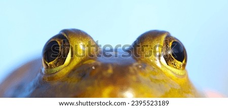 Bullfrog eyes and face macro shot