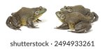 Bullfrog, Rana catesbeiana, against white background, studio shot