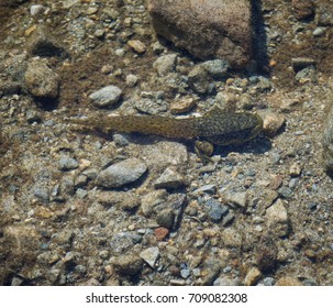 Bullfrog Tadpole