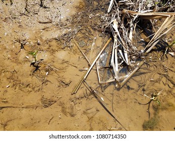 Bullfrog Tadpole In Muddy Water