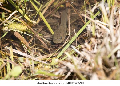 Bullfrog Tadpole In A Pond