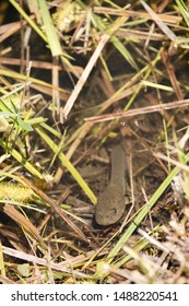 Bullfrog Tadpole In A Pond