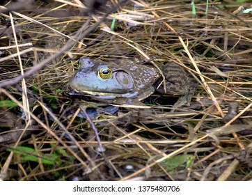 Bullfrog In A Vernal Pool.