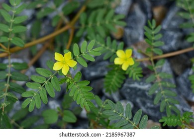 Bullhead Or Bindii, An Annual Plant Of The Clantropin Family (Zygophyllaceae), Distributed Throughout The World. And Tropical World With Green Leaves, Yellow Lemongrass In The Natural Garden.