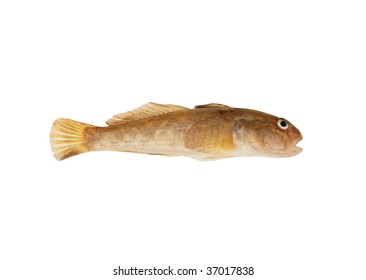 Bullhead Fish Isolated On White Background